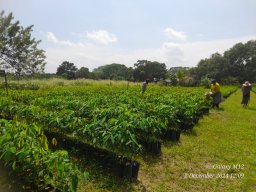 Middeniya Nursery